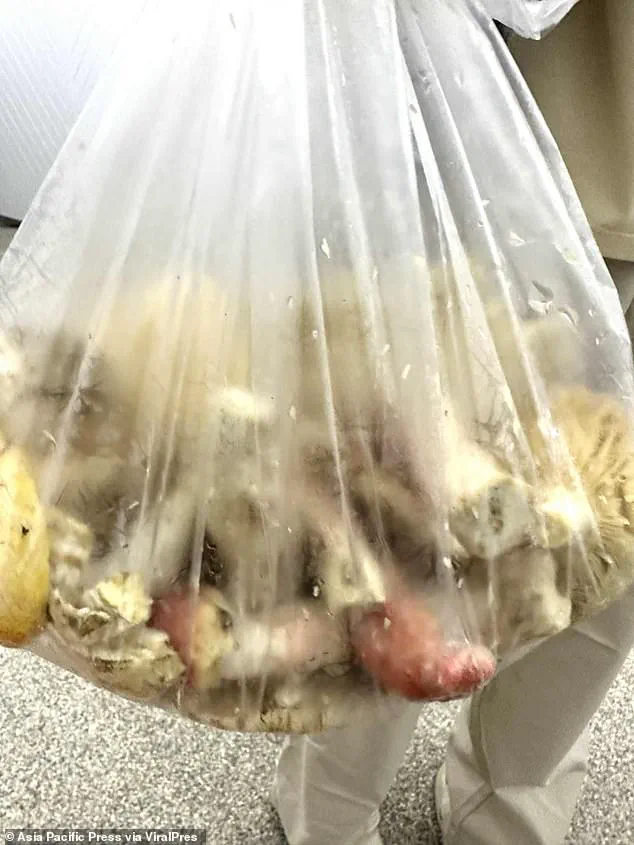 Tragedy in Chiang Rai: Father and Daughter Die After Consuming Thai Curry Laced with Deadly Mushrooms