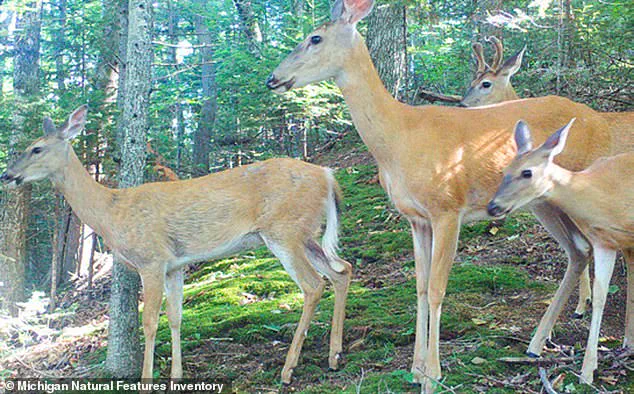 Beaver Island's Ecological Crisis: Deer Overpopulation Threatens Unique Plant Life Now