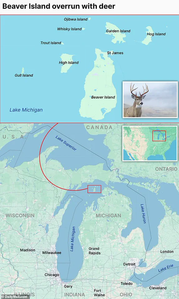 Beaver Island's Ecological Crisis: Deer Overpopulation Threatens Unique Plant Life Now