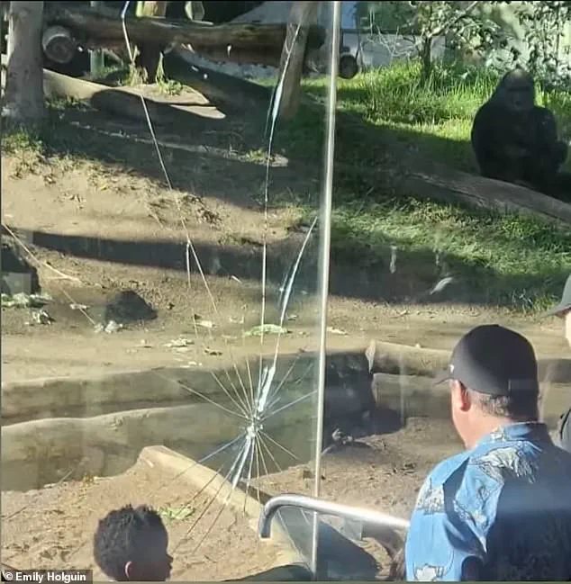 San Diego Zoo Gorilla Shatters Glass Barrier in Dramatic Escape Attempt