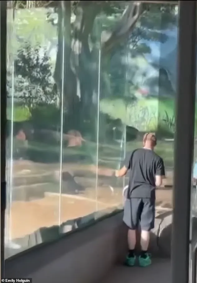 San Diego Zoo Gorilla Shatters Glass Barrier in Dramatic Escape Attempt