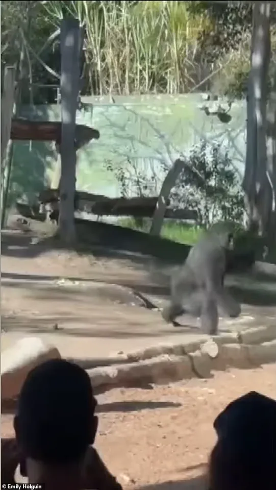 San Diego Zoo Gorilla Shatters Glass Barrier in Dramatic Escape Attempt