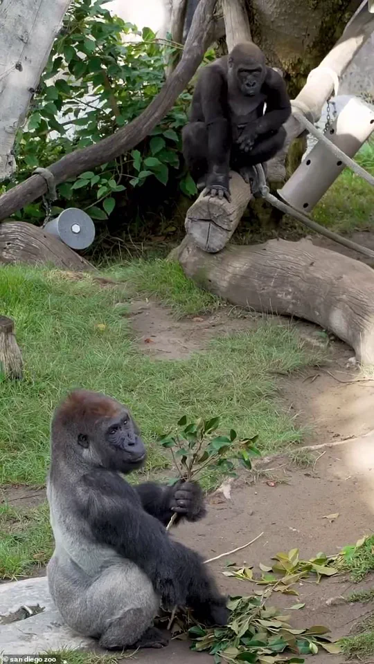 San Diego Zoo Gorilla Shatters Glass Barrier in Dramatic Escape Attempt