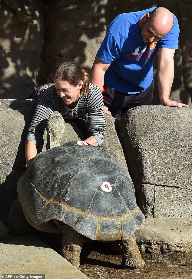 Gramma the Galapagos Tortoise, San Diego Zoo Icon, Euthanized at 140 Due to Age-Related Condition, Per Zoo Officials and CBS News Reports