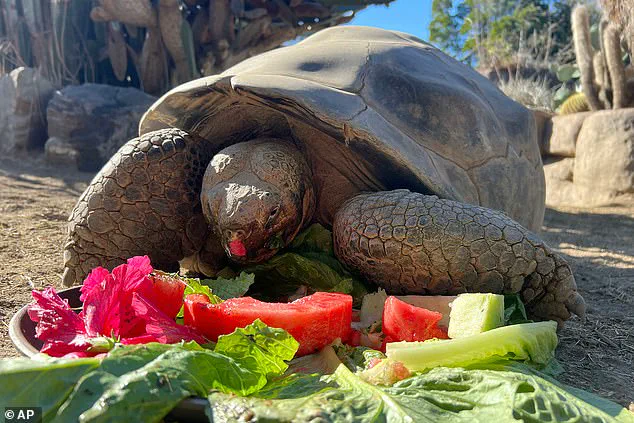Gramma the Galapagos Tortoise, San Diego Zoo Icon, Euthanized at 140 Due to Age-Related Condition, Per Zoo Officials and CBS News Reports