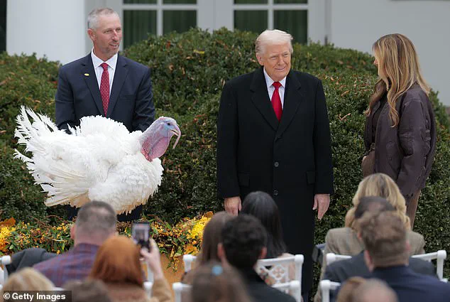 Unexpected Twist at Thanksgiving Pardoning: Turkeys Named via Melania Trump's Poll and HHS Approval Spark Public Curiosity