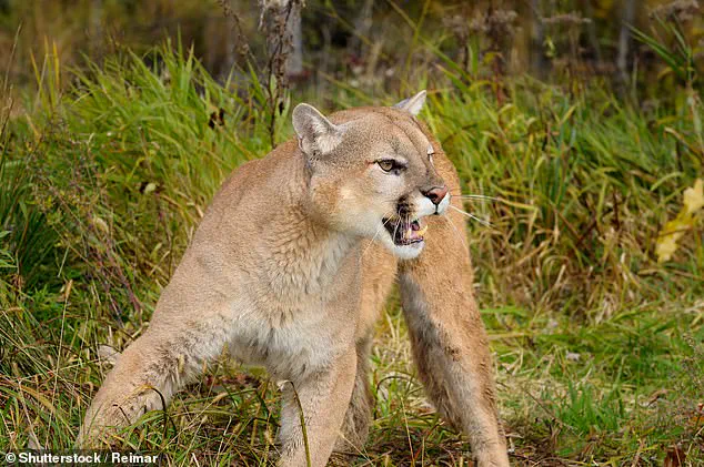 Suspected Mountain Lion Attack Claims Woman's Life in Colorado, Sending Ripples Through Communities