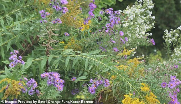Burlington Resident Karen Barnes' Wild Garden Sparks Legal and Environmental Debate