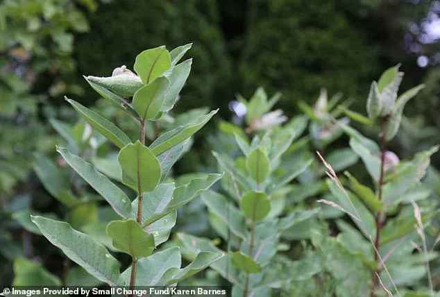 Burlington Resident Karen Barnes' Wild Garden Sparks Legal and Environmental Debate