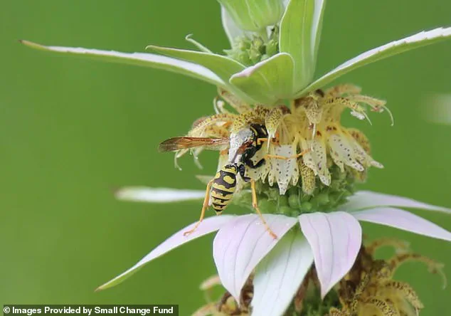 Burlington Resident Karen Barnes' Wild Garden Sparks Legal and Environmental Debate