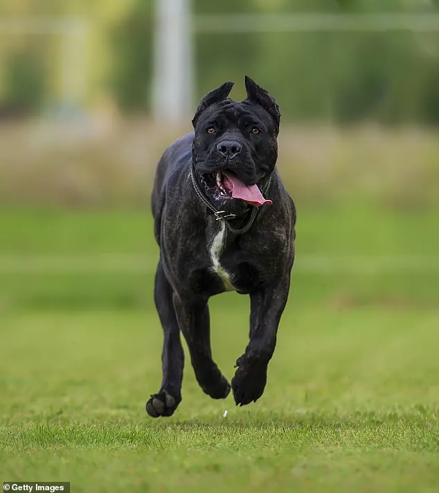 Three Large Dogs Attack 13-Year-Old in Welshtown, Sparking Pet Safety Concerns