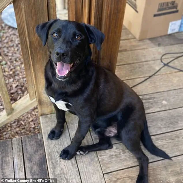 Tragic Death of Four-Year-Old Johnathan Boley Shocks Rural Jasper Community