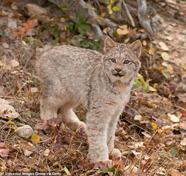 Rare Lynx Kittens Spark Hope for Conservation in Voyageurs National Park