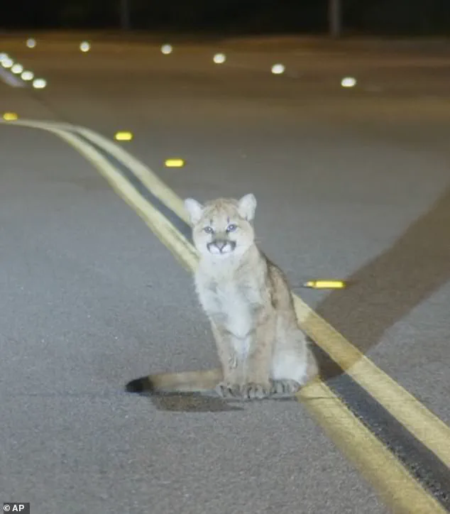 Mountain Lion Cub's Unusual Appearance on LA Road Sparks Community Safety Concerns
