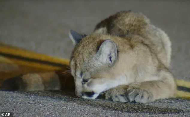 Mountain Lion Cub's Unusual Appearance on LA Road Sparks Community Safety Concerns