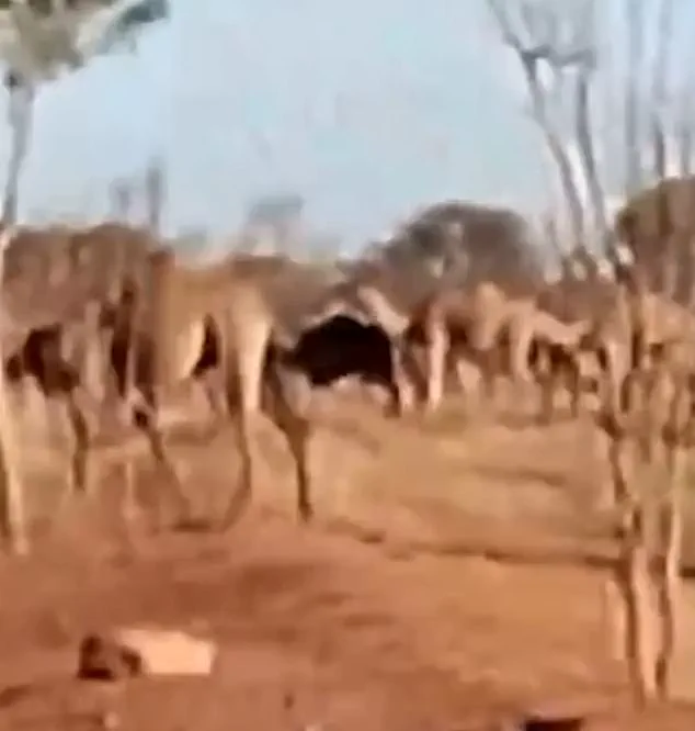 Australian Outback Town Under Siege by 1,000 Feral Camels Seeking Water Amid Record Heat