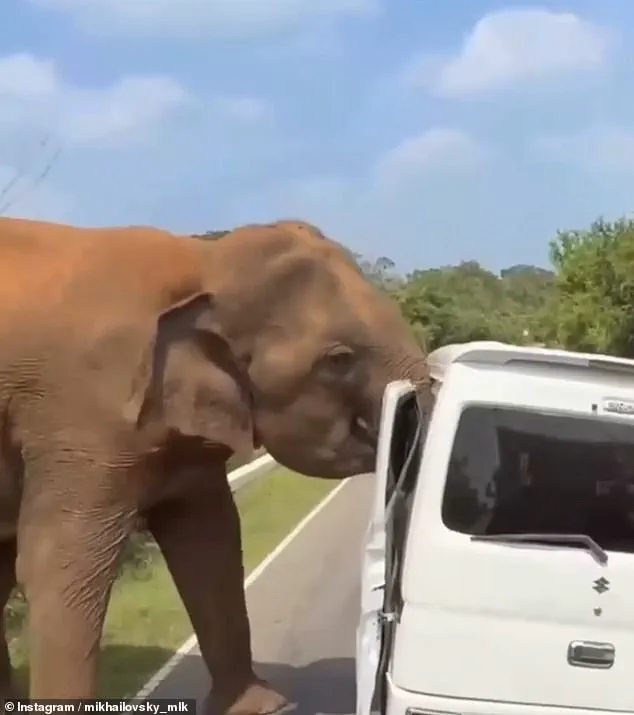 Sri Lanka Elephant Attack Sparks Calls for Stricter Safari Safety Regulations