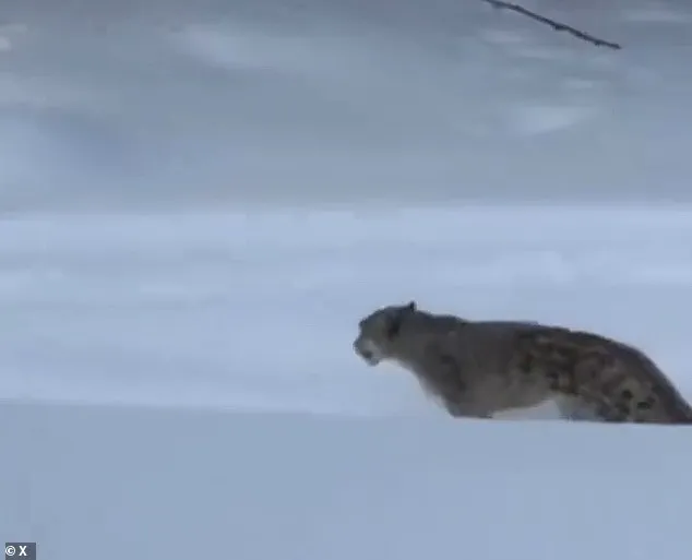 Tourist's Selfie with Snow Leopard in UNESCO Geopark Leads to Injury and Conservation Concerns