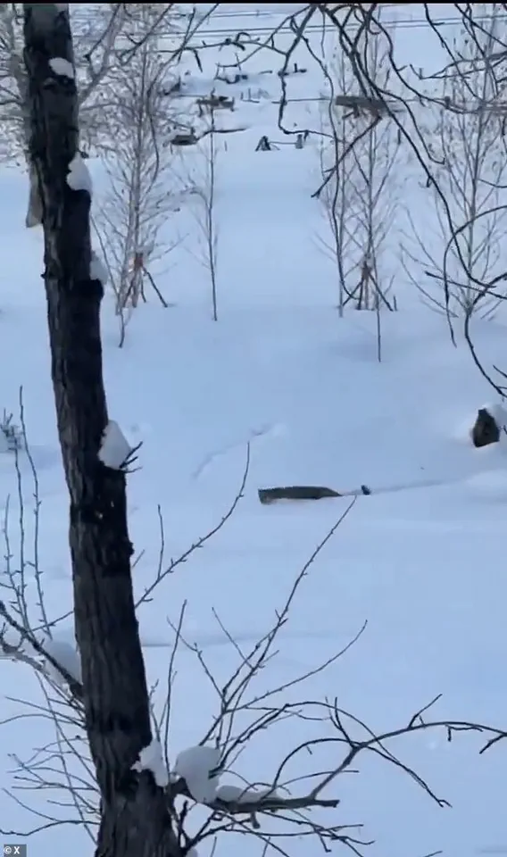 Tourist's Selfie with Snow Leopard in UNESCO Geopark Leads to Injury and Conservation Concerns