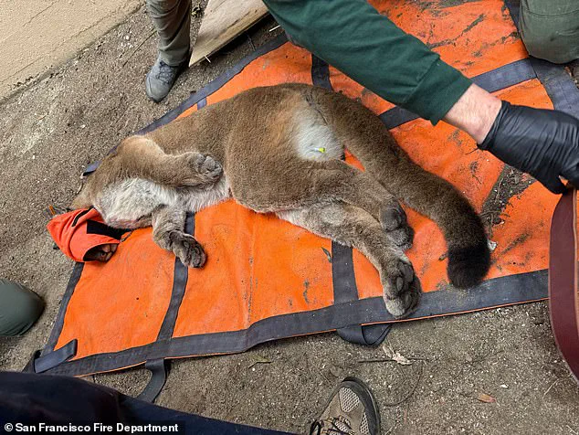 San Francisco's 30-Hour Mountain Lion Standoff: A Rare Encounter Testing Urban Wildlife Coexistence