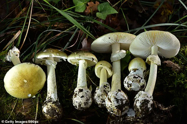 Surge in Wild Mushroom Poisonings Sparks Public Health Warning in Northern California