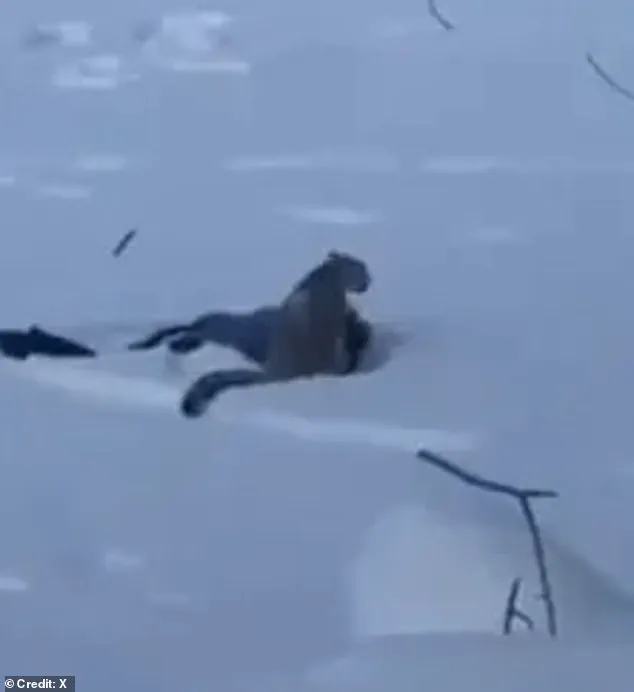 The Chilling Selfie: A Woman's Brush with Death in a Snow Leopard Encounter