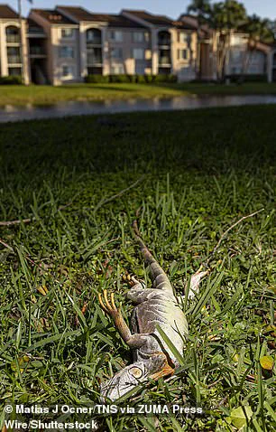 Exclusive: South Florida's Iguanas in Crisis Amid Once-in-a-Decade Cold Snap