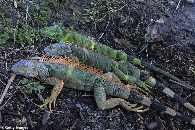 Exclusive: South Florida's Iguanas in Crisis Amid Once-in-a-Decade Cold Snap