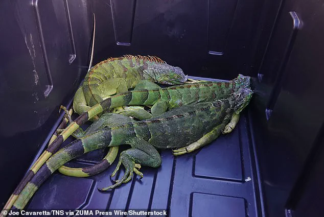 Exclusive: South Florida's Iguanas in Crisis Amid Once-in-a-Decade Cold Snap