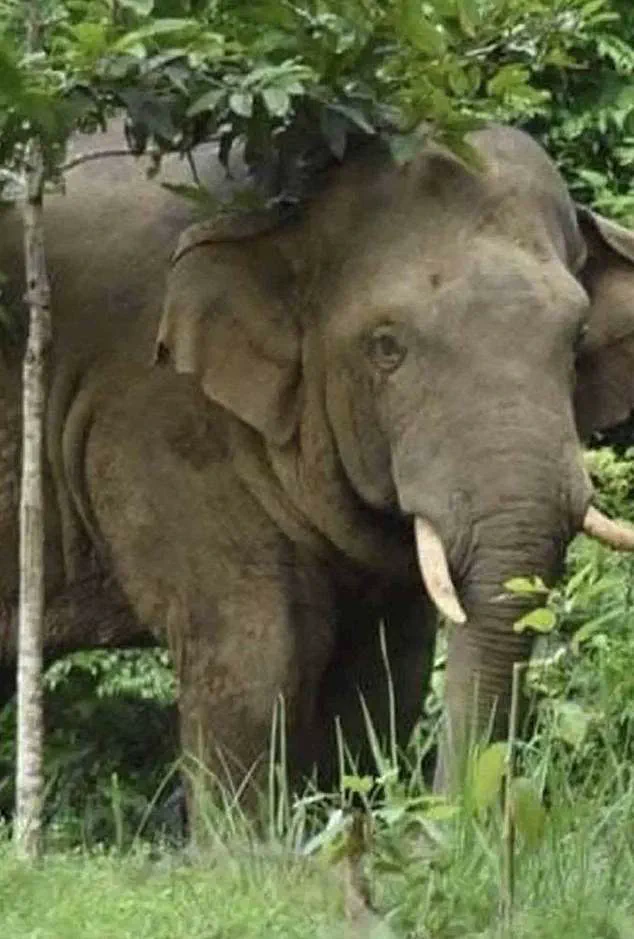 Rogue Elephant Kills Thai Tourist in Khao Yai, Third Fatality in National Park