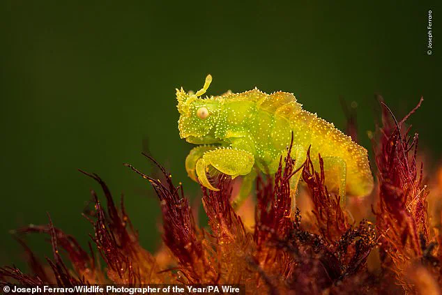 Wildlife Photographer of the Year Finalists Capture Nature's Beauty and Fragility as Public Voting Kicks Off