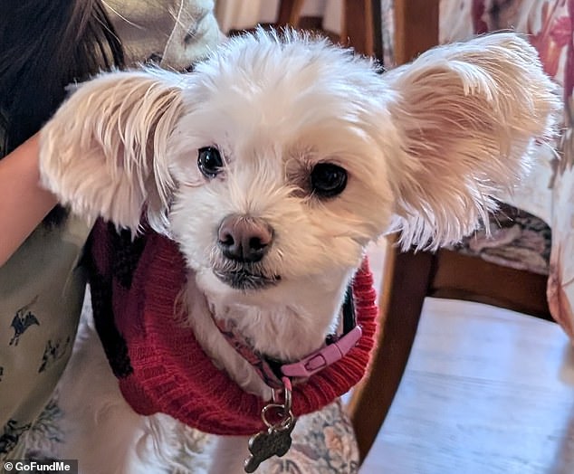 Sisters' Final Sacrifice: Hollywood Arson Tragedy Claims Two Lives