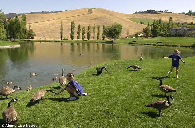 Neglected Pond at Blackhawk Golf Course Sparks Conflict Between Luxury Homeowners and Conservationists