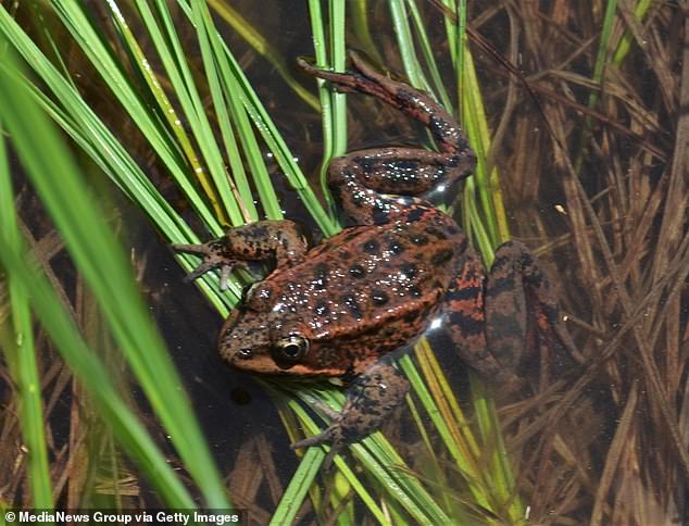 Neglected Pond at Blackhawk Golf Course Sparks Conflict Between Luxury Homeowners and Conservationists