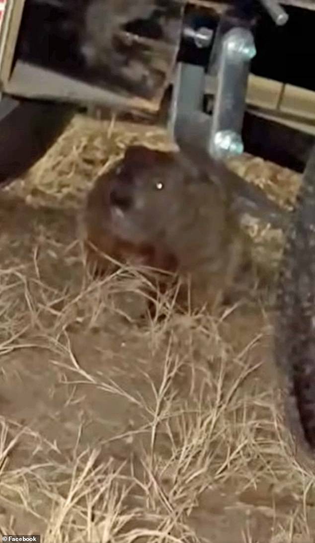 Groundhog's Gnawing Leads to $4,000 Repair Bill for University of Arkansas Student's Truck
