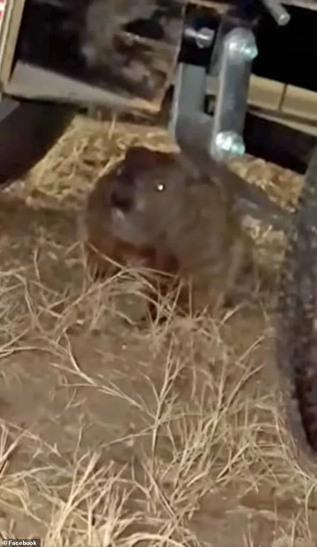 Groundhog's Gnawing Leads to $4,000 Repair Bill for University of Arkansas Student's Truck