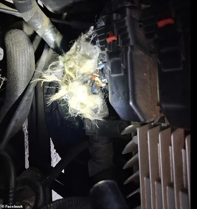 Groundhog's Gnawing Leads to $4,000 Repair Bill for University of Arkansas Student's Truck