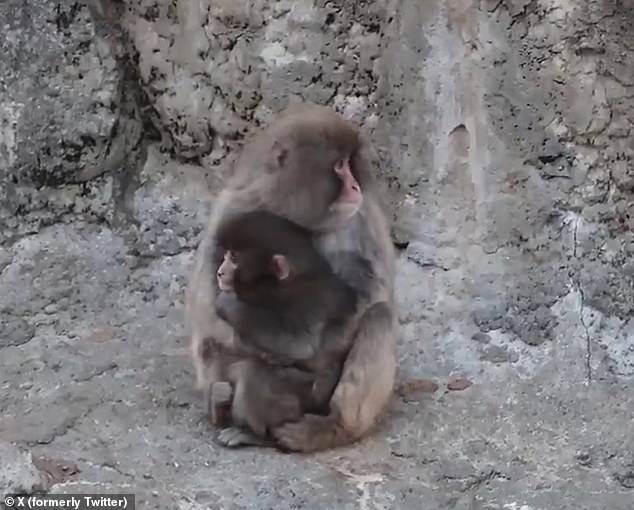 Plush Toy Becomes Solace for Isolated Macaque Punch at Japanese Zoo