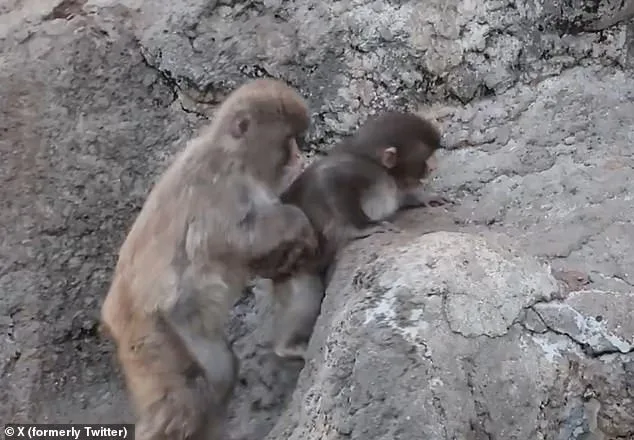 Plush Toy Becomes Solace for Isolated Macaque Punch at Japanese Zoo