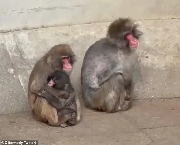 Plush Toy Becomes Solace for Isolated Macaque Punch at Japanese Zoo
