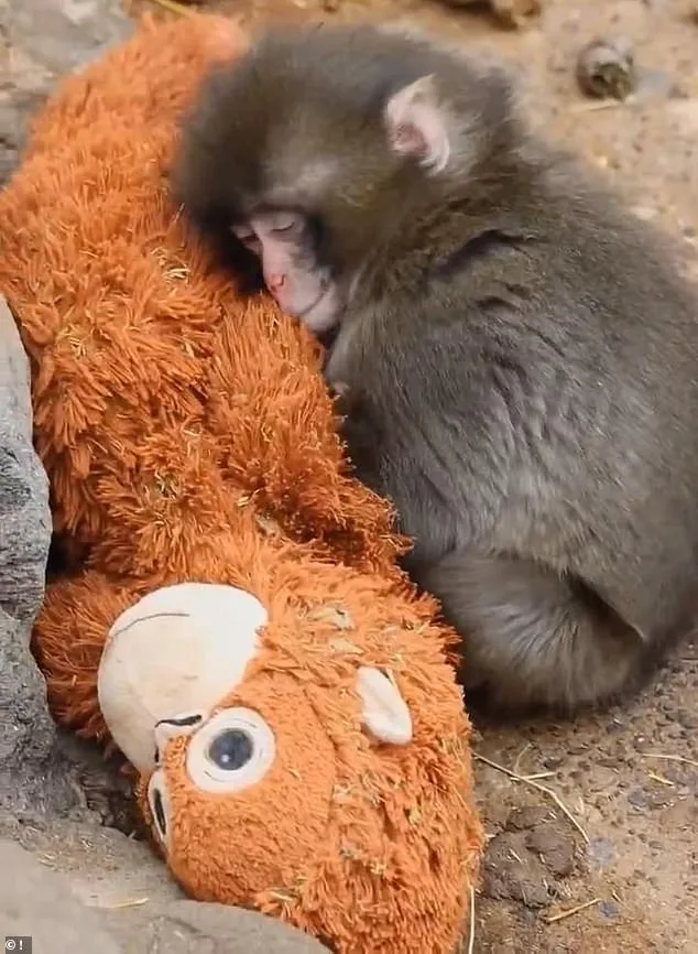 Plush Toy Becomes Solace for Isolated Macaque Punch at Japanese Zoo