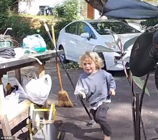 Coyote Attack in Pasadena Sparks Concerns Over Urban Wildlife Safety