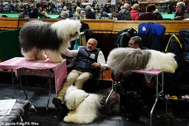 Crufts: A Global Spectacle of Canine Competition and Artistry