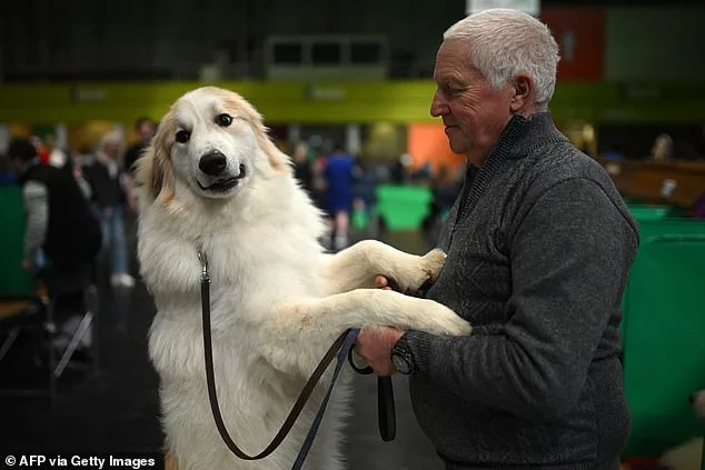 Crufts: A Global Spectacle of Canine Competition and Artistry