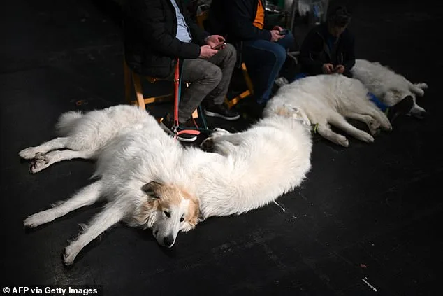 Crufts: A Global Spectacle of Canine Competition and Artistry