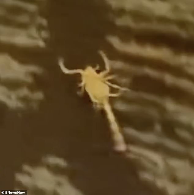 Scorpion Infestation Sparks Controversy at Silver Sevens Hotel After Guest Suffers Severe Sting