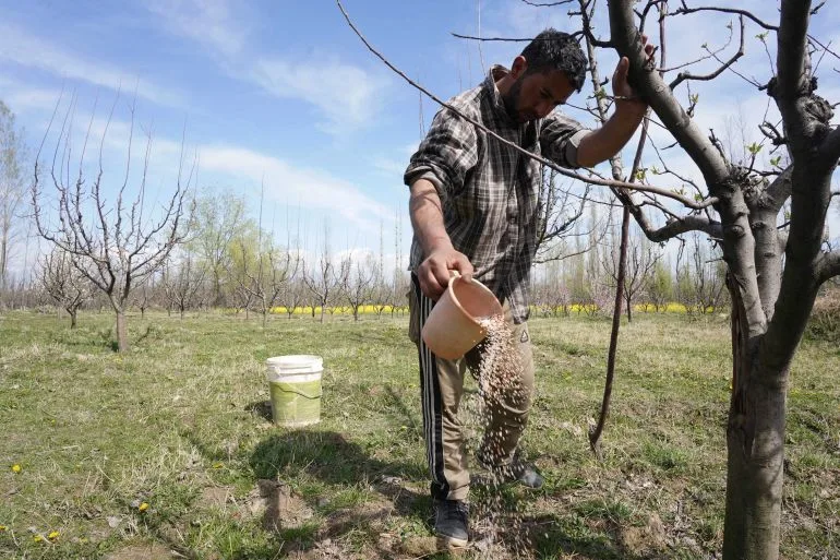 Global Crisis Casts Shadow Over Punjab Farmers as Crop Prices Plunge and Family Dreams Hang in Balance