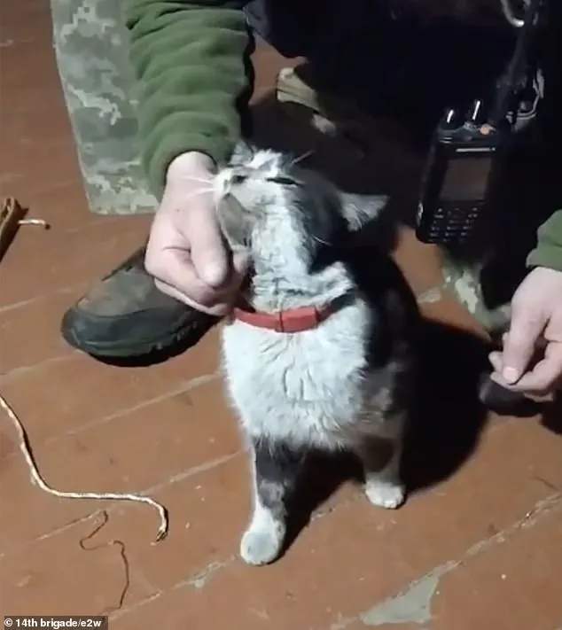 Ukrainian Drone Rescues Dog and Cat from Frontlines in Kharkiv Region