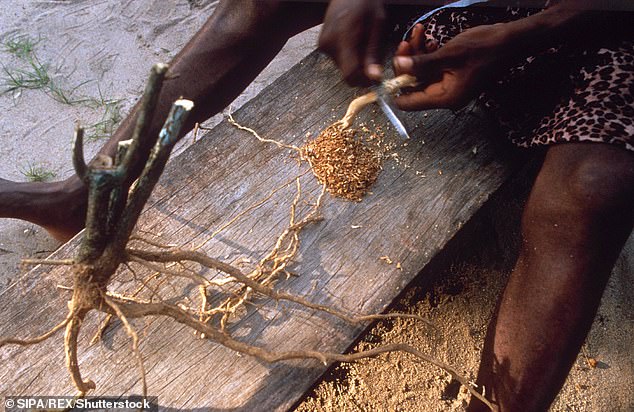 Joe Rogan, Donald Trump Fast-Track Psychedelic Drug Research