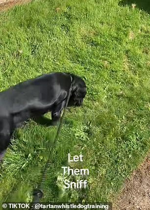 Spring scents trigger dogs to sniff and pull on leashes.